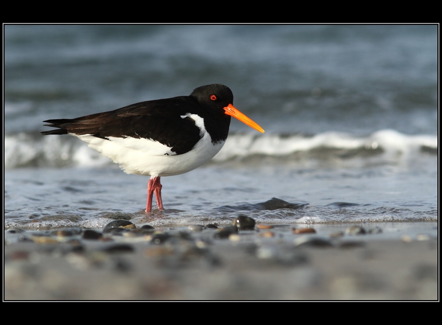  Ústřičník velký (Haematopus ostralegus)