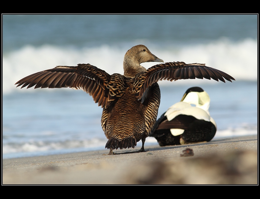 Kajka mořská samice