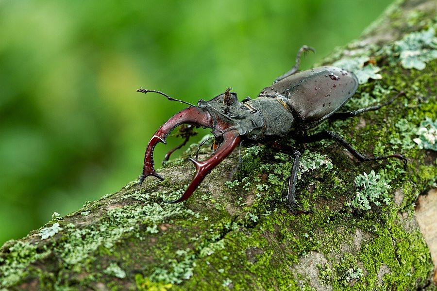 aIMG_5122tl 900x Roháč obecný (Lucanus cervus)