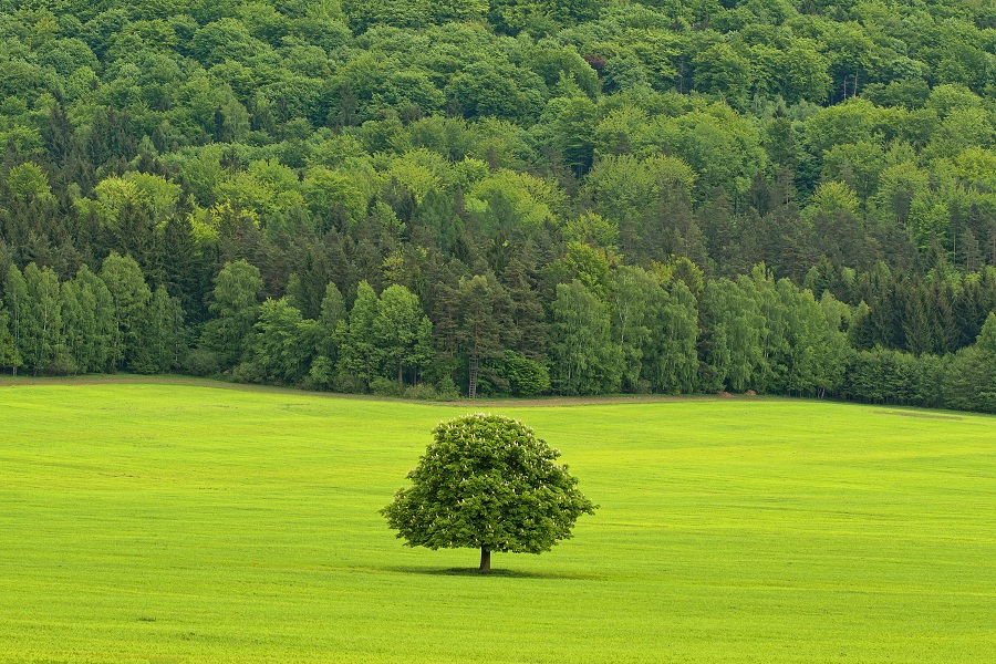 Pod Růžovským vrchem1