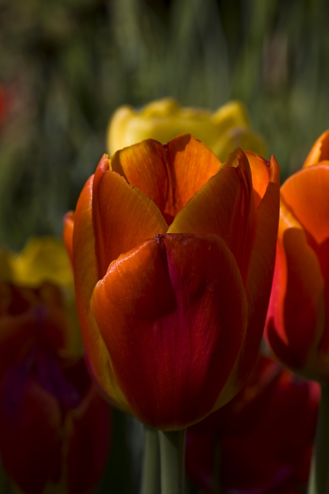 tulipán