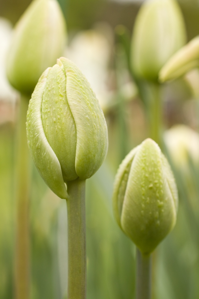 TULIPÁN1